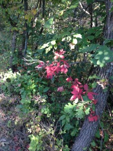 Wallace State Park, September 2014